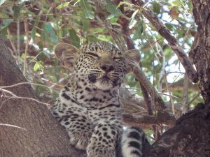 Leopardos no Kruger Park! Descubra tudo sobre como é fazer um safári na África do Sul nesse post!