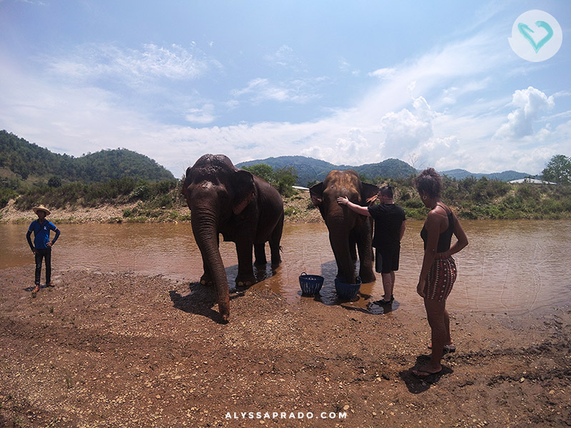 Dar banho nos elefantes é uma das atividades mais divertidas no Elephant Nature Park, passeio ético com elefantes na Tailândia!! Conheça tudo sobre esse lugar incrível clicando no link.