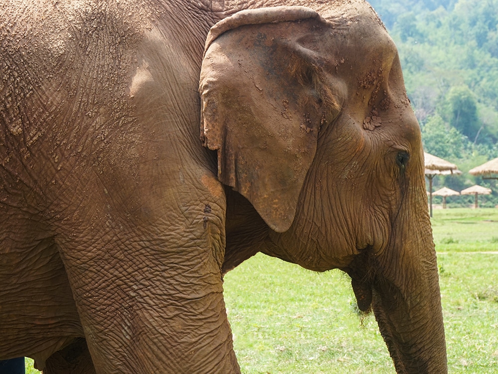 Procurando um passeio ético com elefantes na Tailândia? Então conheça o Elephant Nature Park, em Chiang Mai! Clique no link para ler tudo sobre esse lugar incrível!