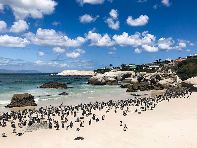 Boulders Beach é a praia dos pinguins, perto da Cidade do Cabo! Veja um roteiro para a África do Sul nesse post!